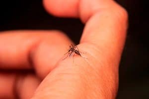 mosquito control de plagas quijote el hidalgo