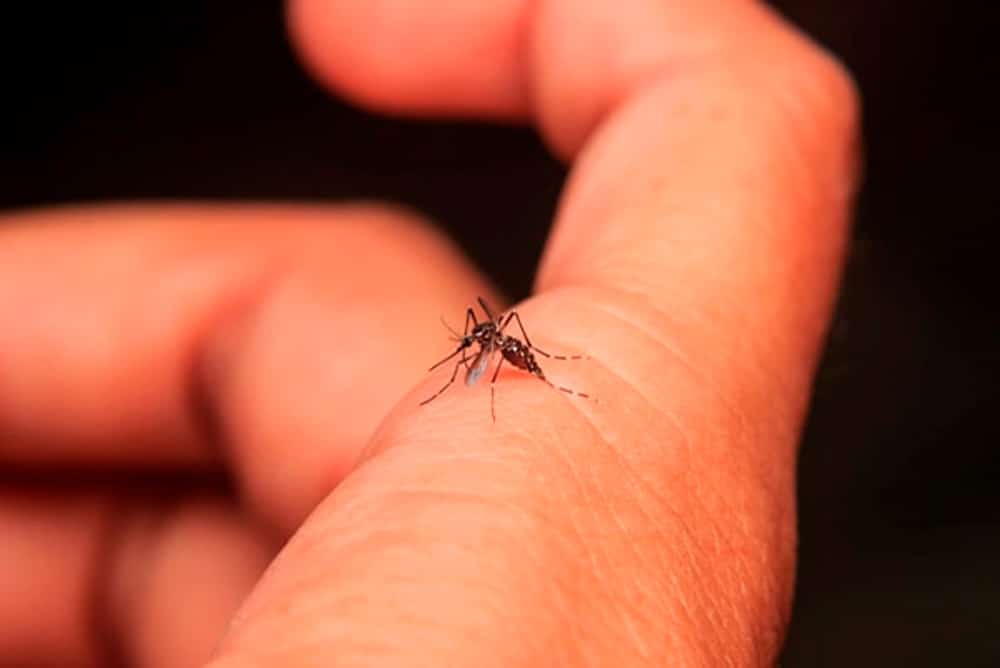 mosquito control de plagas quijote el hidalgo